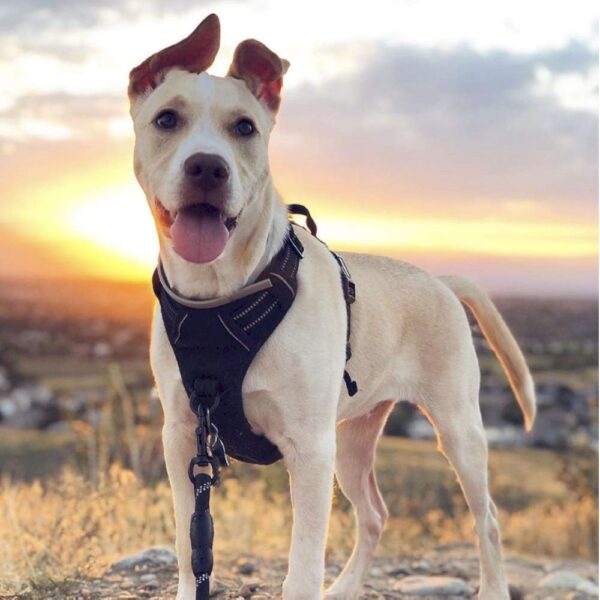 Adjustable Soft Padded Dog Harness - Image 8